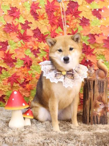 20241113リンちゃん